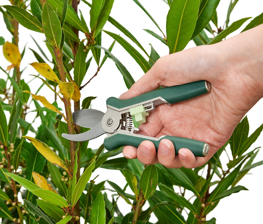 Eine Hand schneidet einen Zweig mit einer 2 Mini-Pflegescheren.