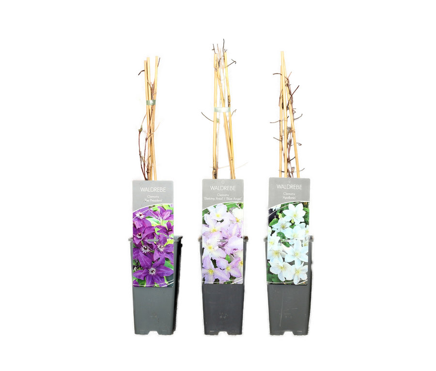 Drei Clematis-Set, blau-weiß Setzlinge in grauen Töpfen mit Bambusstäben auf weißem Hintergrund.
