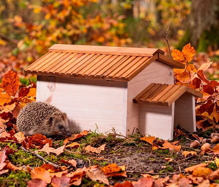 Ein Igel steht neben einem hellen Igelhaus aus Holz mit einem Lattenrost-Dach, umgeben von orangefarbenen und braunen Herbstblättern in einem Wald.