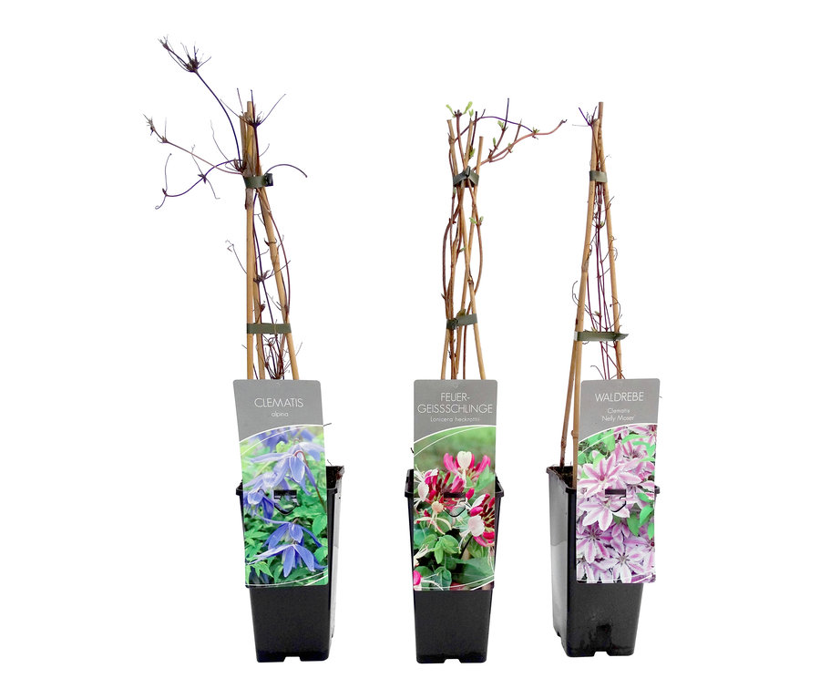 Drei Kletterpflanzen in schwarzen Töpfen mit Etiketten.