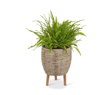 Farn in beigem Polyrattan-Blumentopf mit Füßen.