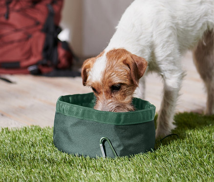 Ein Hund trinkt aus einem dunkelgrünen, faltbaren Hundenapf auf dem Gras. Im Hintergrund befindet sich ein brauner Rucksack.
