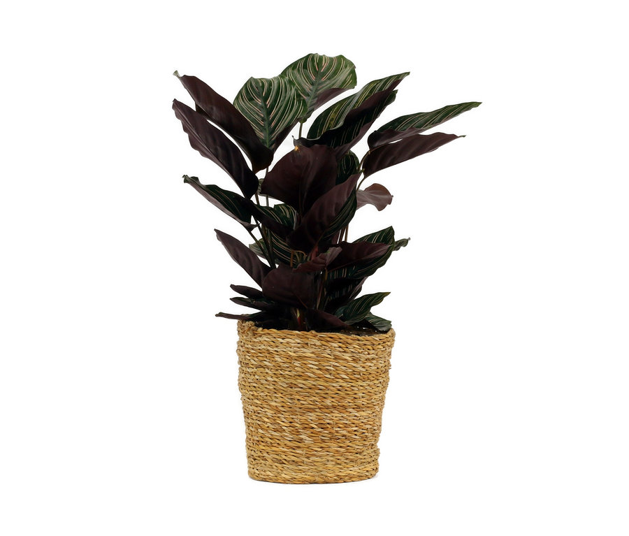 Abbildung einer Zimmerpflanze »Calathea Makoyana« im 17-cm-Topf.
