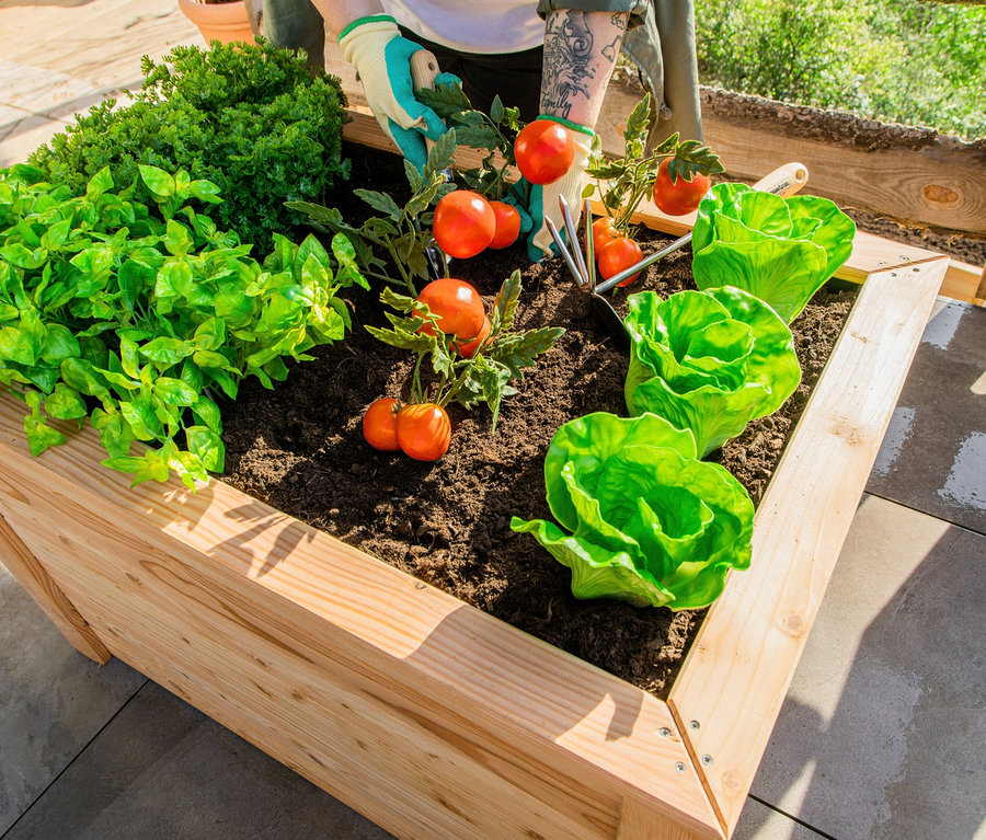 Eine Person mit Handschuhen arrangiert Pflanzen und Tomaten in einem 100 cm Hochbeet aus Lärche.