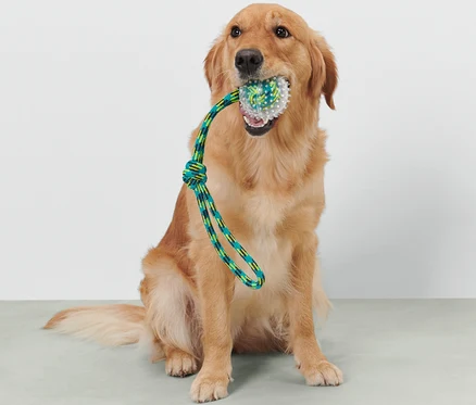 Golden Retriever sitzt und hält ein Hunde-Wurfspielzeug im Maul.