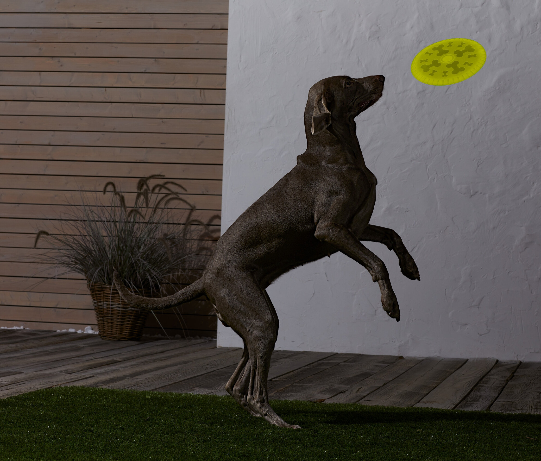 Ein brauner Hund springt und fängt einen gelben Frisbee.