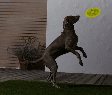 Ein brauner Hund springt und fängt einen gelben Frisbee.