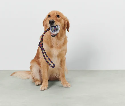 Ein Golden Retriever sitzt und hält ein Spielzeug mit einem Seil im Maul.