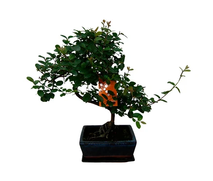 Ein 8 Jahre alter Bonsai "Zelkova – Chinesische Ulme" mit grünen Blättern in einem dunklen, rechteckigen Topf, an dem ein orangefarbener Anhänger befestigt ist.