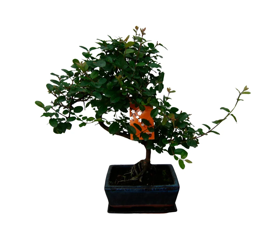 Ein 8 Jahre alter Bonsai "Zelkova – Chinesische Ulme" mit grünen Blättern in einem dunklen, rechteckigen Topf, an dem ein orangefarbener Anhänger befestigt ist.