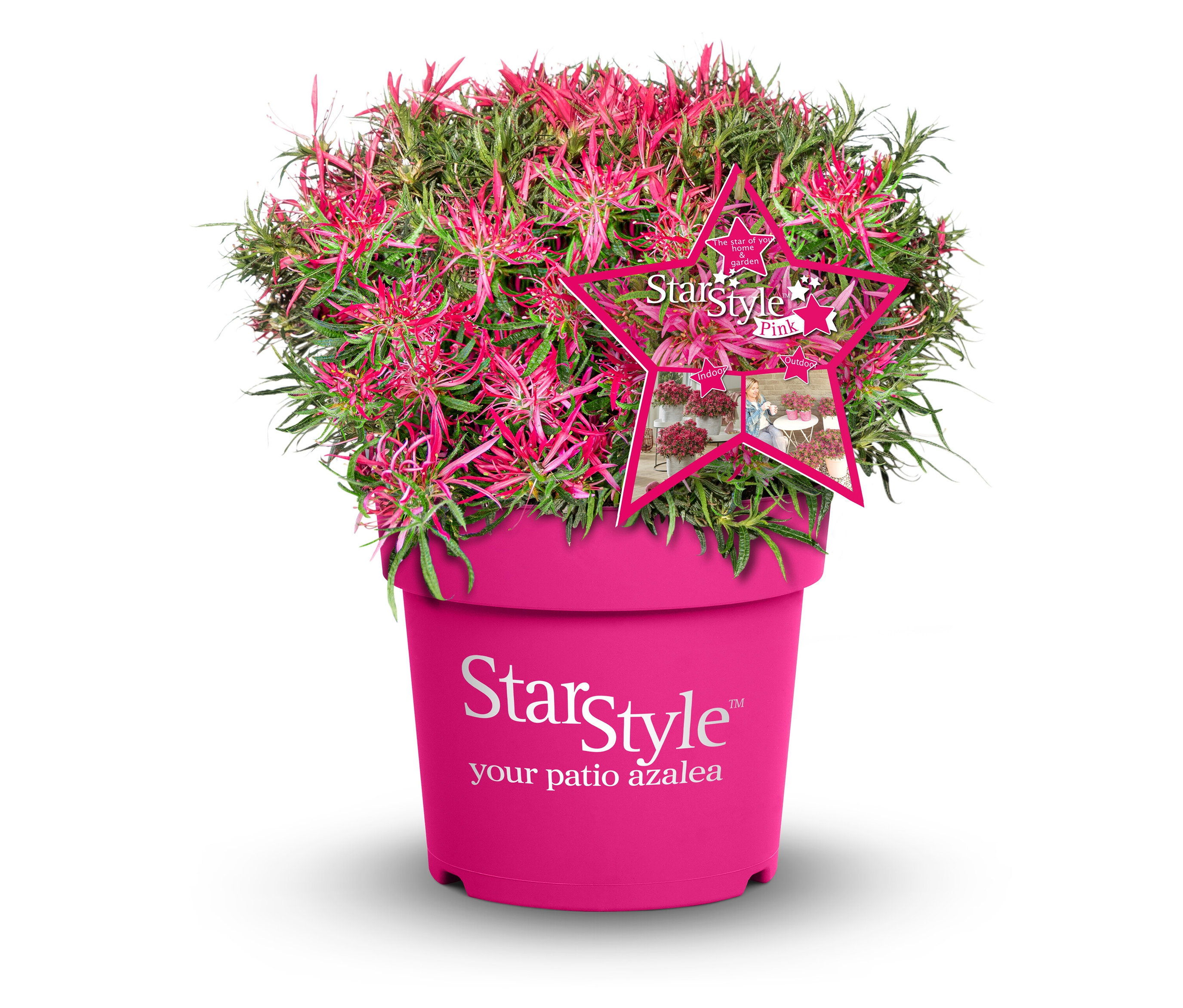 Rhododendron »Star Style« - pink - pink
