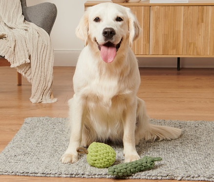 Golden Retriever sitzt auf einem Teppich neben einem Apfel-Zucchini Hundespielzeug.