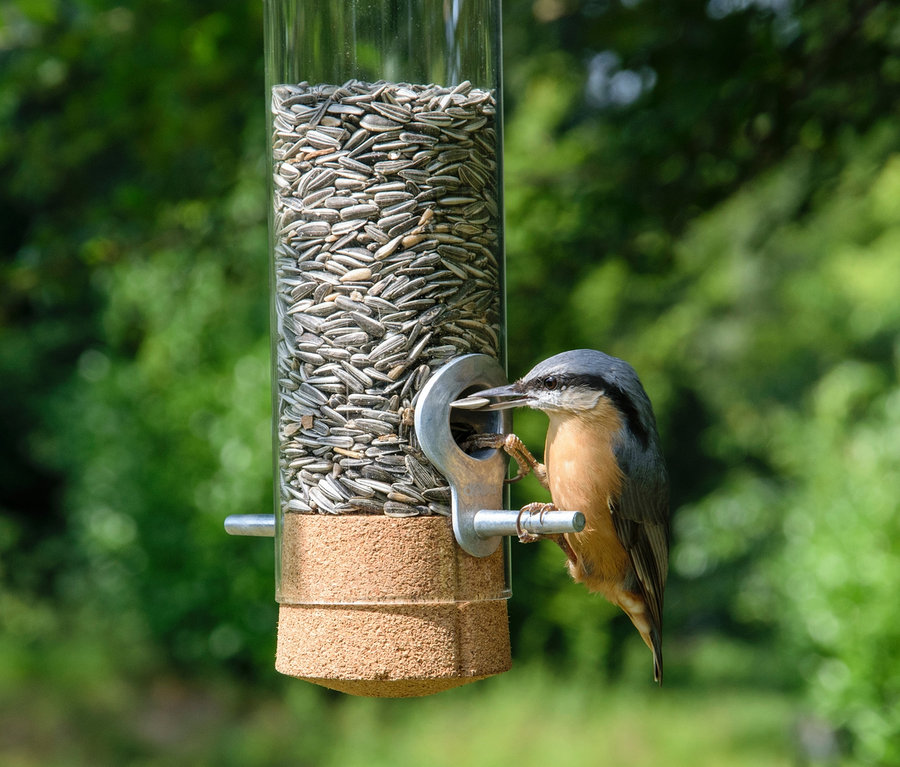 Ein Kleiber pickt Körner aus der gläsernen Futtersäule "Premium-Pickbar".