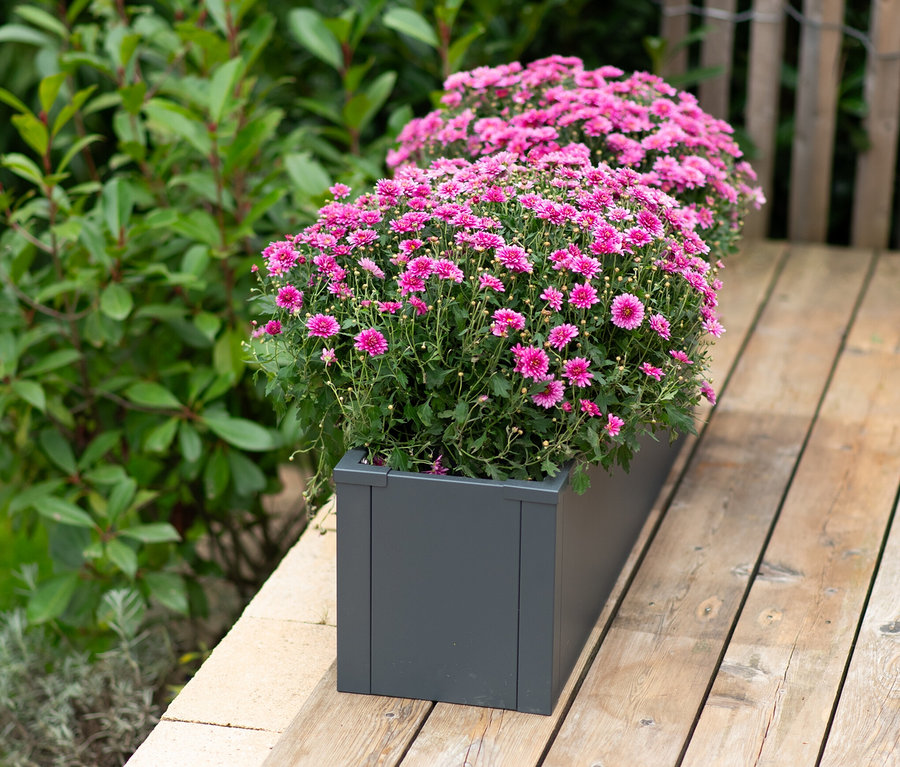 Grauer, rechteckiger Pflanzkasten mit rosa Blumen auf einer Holzterrasse. Im Kasten ist ein Einlegeboden (ca. 27 cm).