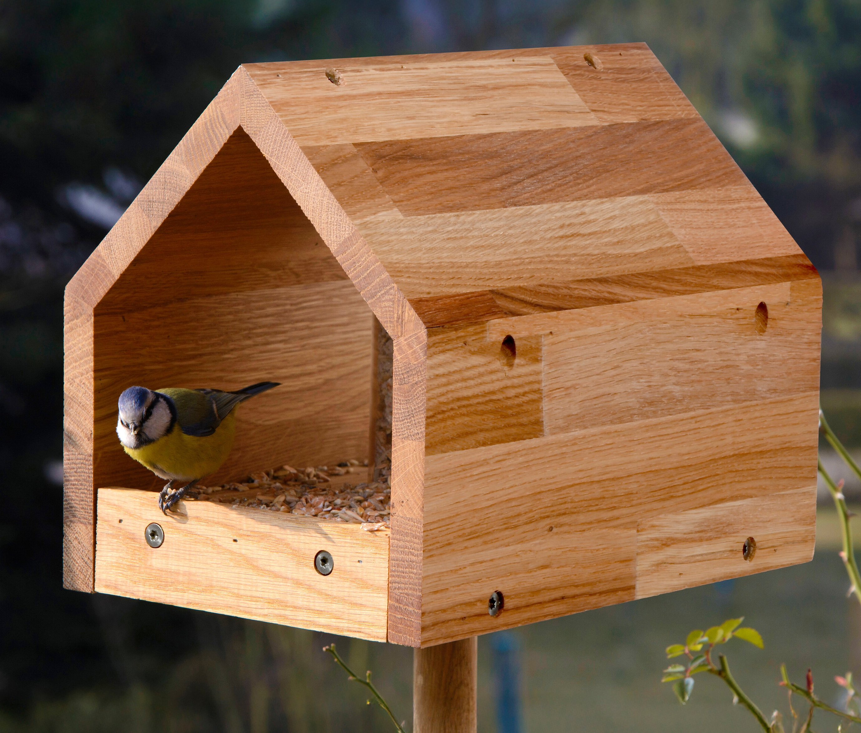 Blaumeise sitzt auf einem Design-Futterhaus »Bauhaus I« aus Eiche, geölt.