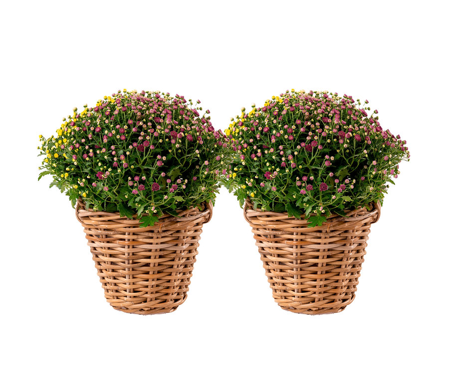 Zwei Chrysanthemen-Büsche im Rattankorb.