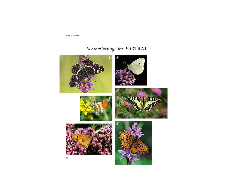 Sechs Fotos von Schmetterlingen auf verschiedenen Pflanzen, aus dem Buch »Mein summendes Paradies«.