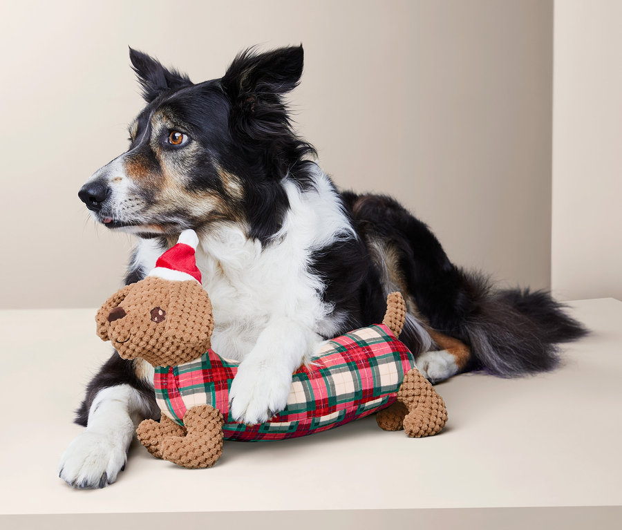 Ein Hund liegt da und umarmt ein Hunde-Spielzeug mit seinen Pfoten.