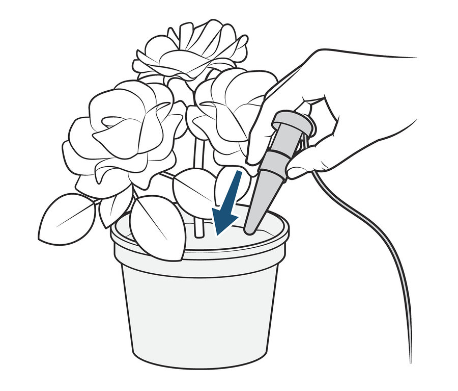 Hand setzt einen von drei Bewässerungshelfern in einen Blumentopf mit Rosen.