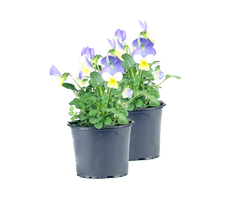 Zwei schwarze Töpfe mit blau-gelben Stiefmütterchen, aus dem Herbst-Set 5, inkl. Korb, Pflanzen und Erde.