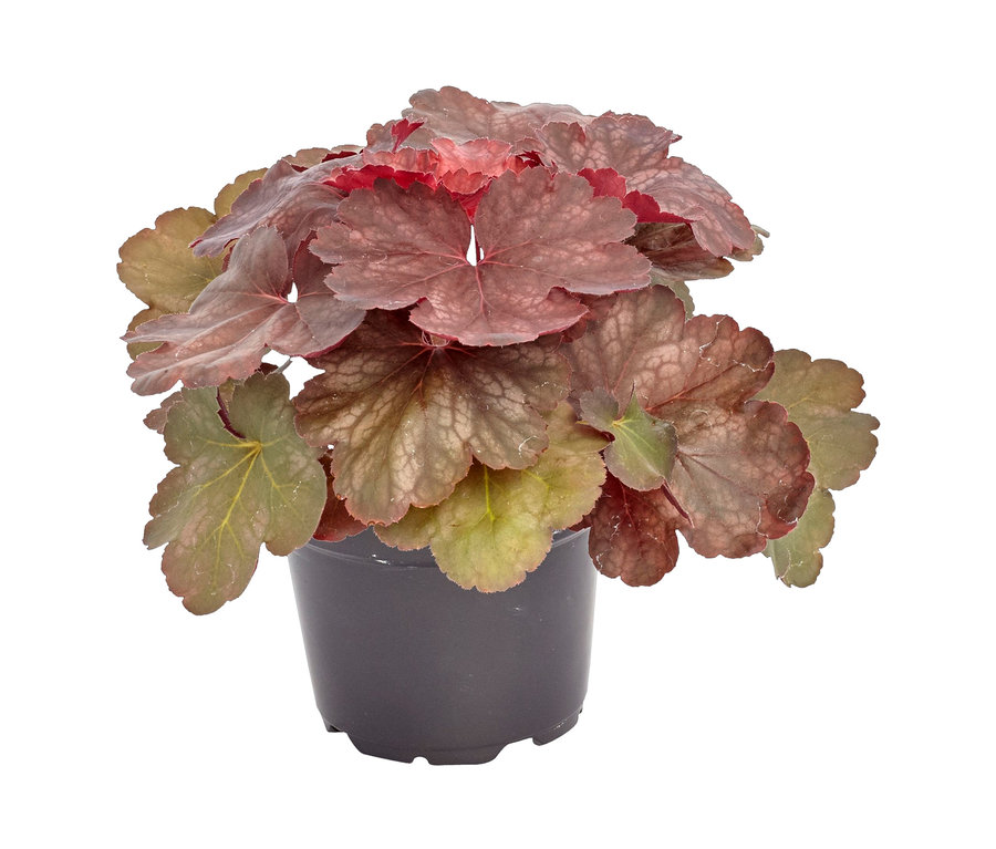 Nahaufnahme eines Purpurglöckchens in einem Topf. Herbststauden-Set "Herbstliches Farbenspiel".