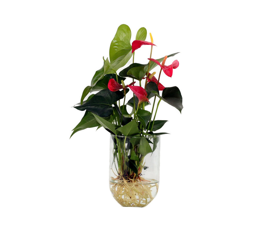 Water Plant »Anthurie« in einer transparenten Vase.