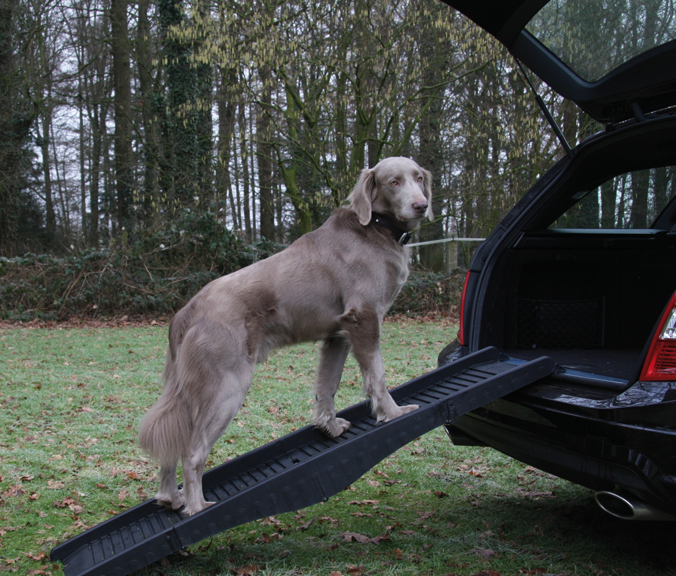 Ein Grauer steht auf einer schwarzen Hunderampe, die zum Kofferraum eines schwarzen Autos führt.
