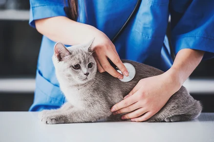 Tierarzt hört die Brust einer grauen Katze ab, die auf einem weißen Tisch liegt.