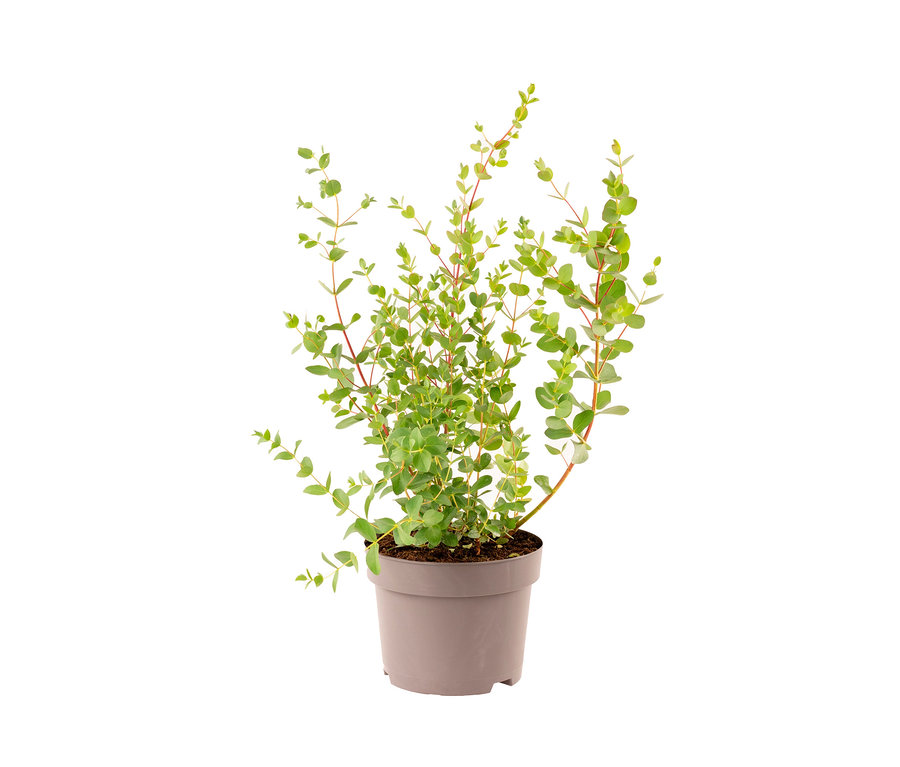Eukalyptuspflanze »Eukalyptus« im Topf.