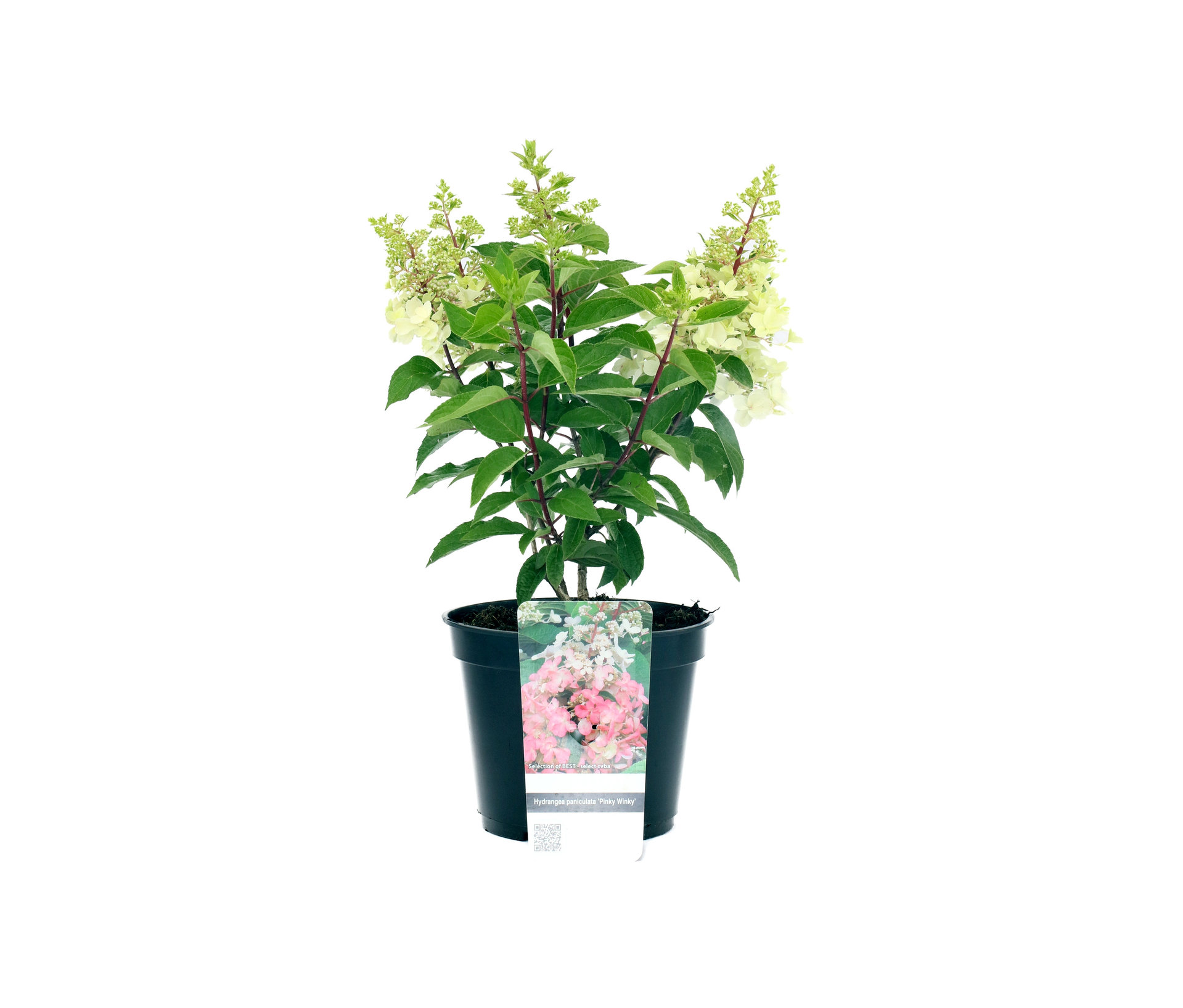 Rispenhortensie »Pinky Winky« - dunkelrosa - dunkelrosa