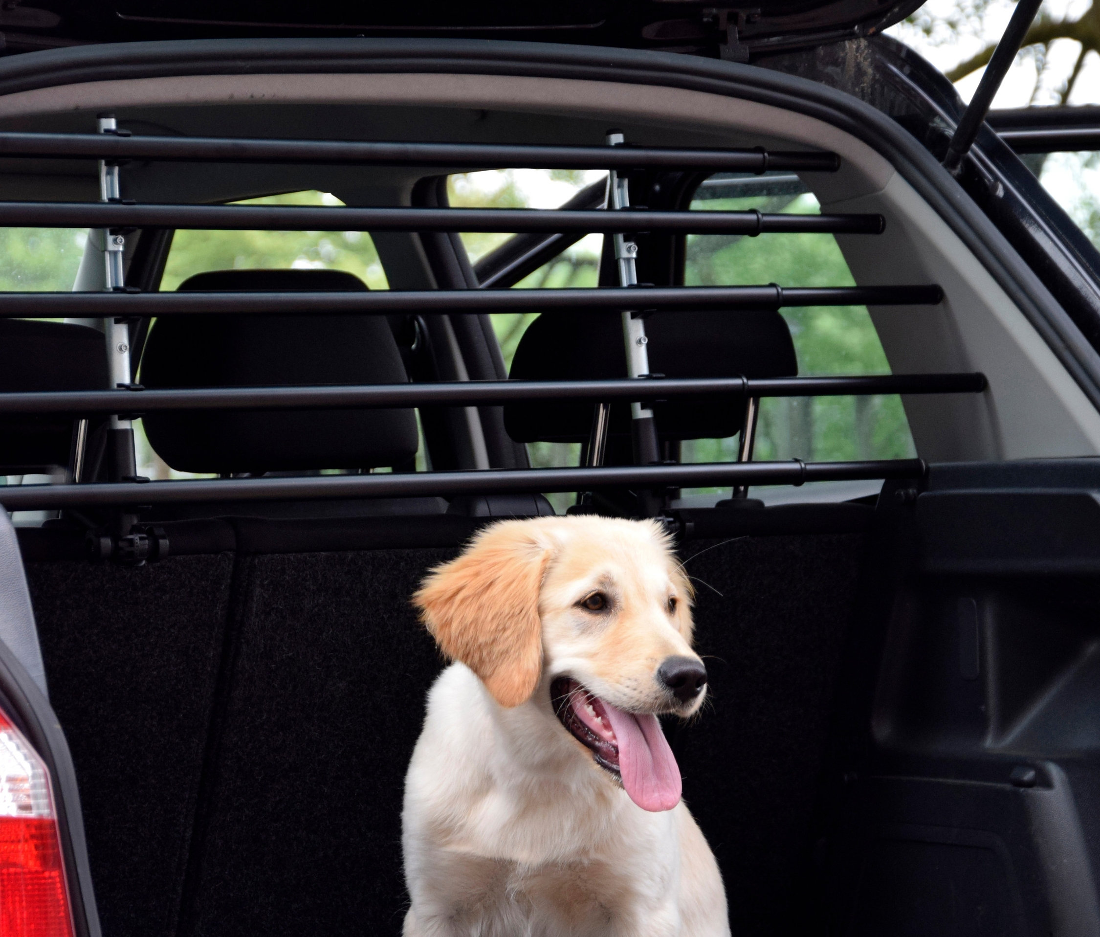 Golden Retriever sitzt im Kofferraum hinter dem dobar Autotrenngitter »Walky barrier«.