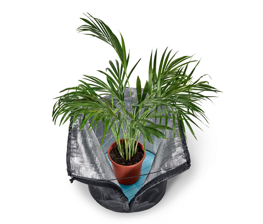 Eine grüne Palme in einem braunen Topf steht in einer Kühltasche auf einer blauen Unterlage.