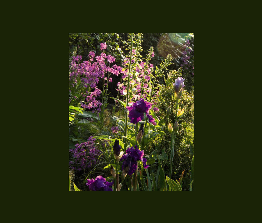 Nahaufnahme eines Gartens mit lila Schwertlilienblüten und kleinen rosa Blüten.