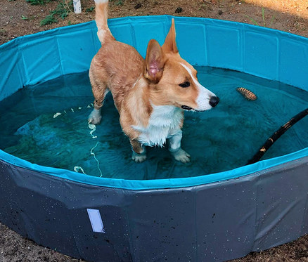 Ein rotbrauner Hund steht in einem blauen, faltbaren Navaris Hundepool.