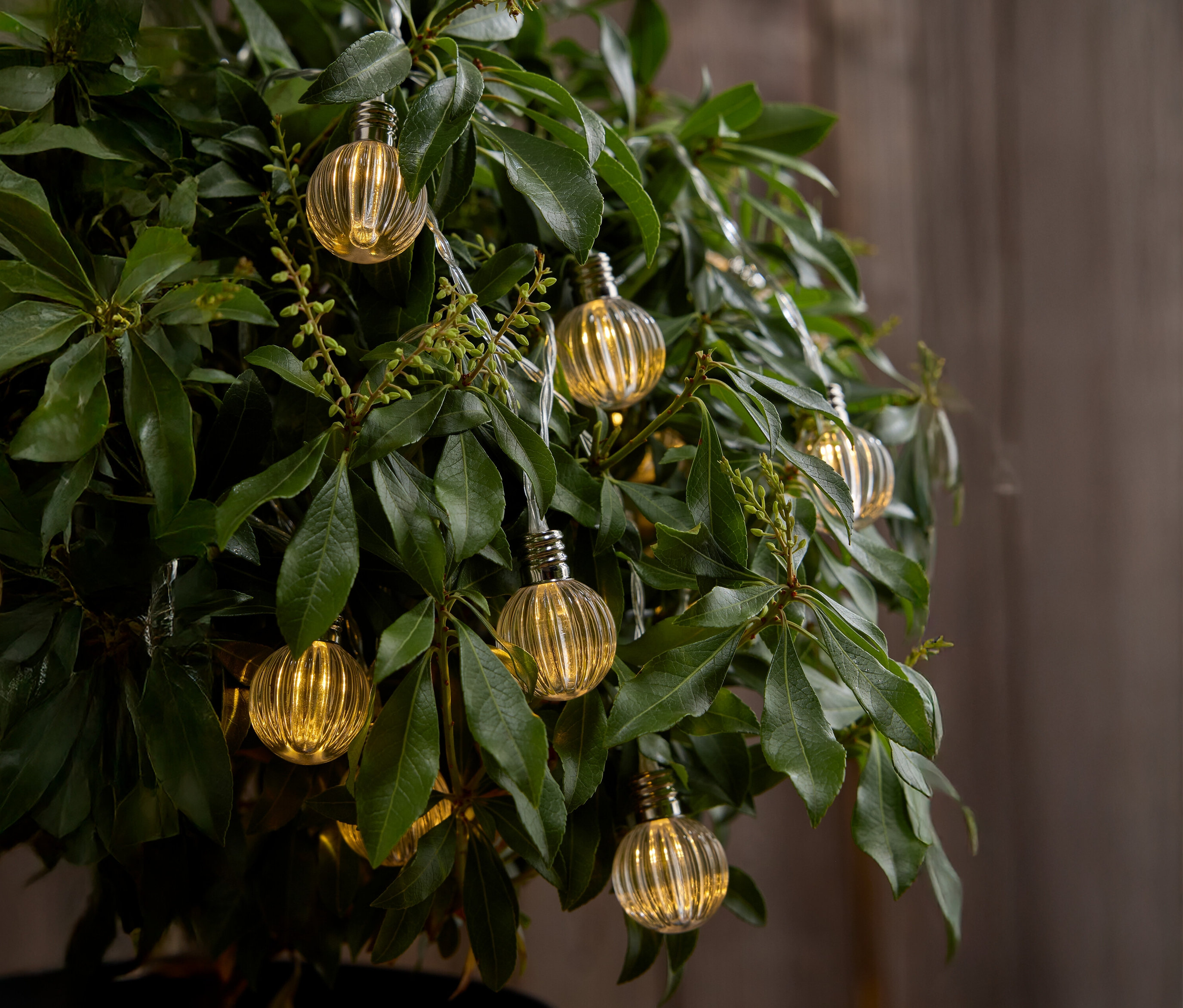 Nahaufnahme eines Baumes mit kleinen gelben Glühbirnen, die zwischen den Blättern hängen.
