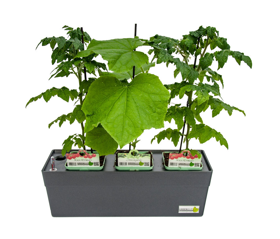 Greenbar »Naschgemüse« Gemüsegarten mit Tomaten und Gurken.