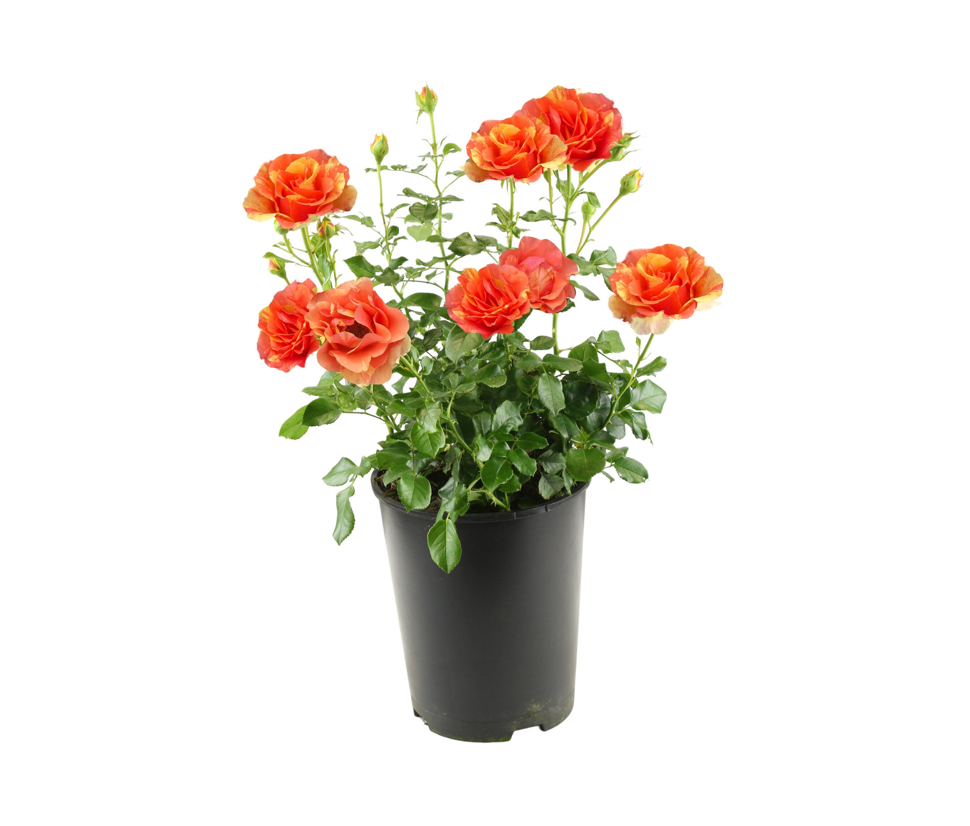 Rose »Lollipop« - gelb - gelb