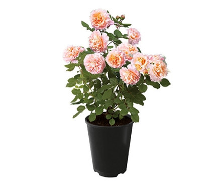 Blühende Rose »Augusta Luise« in einem schwarzen Topf.