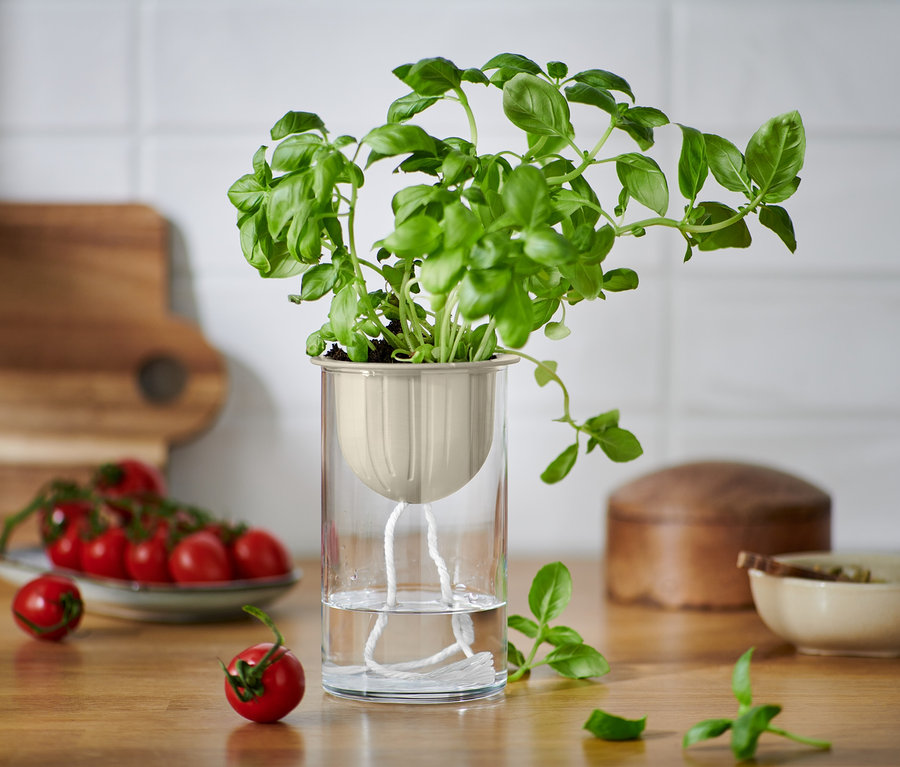 Hydroponic-Kit mit Basilikum auf Holztisch mit Tomaten.