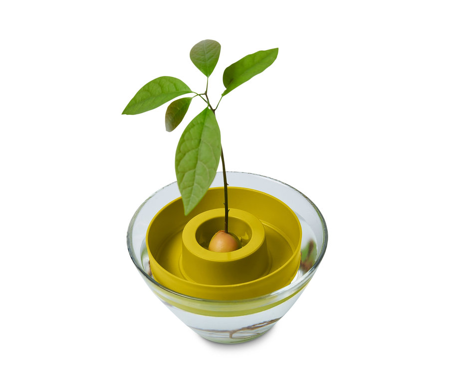Avocadopflanze in Avocado-Keimschale.