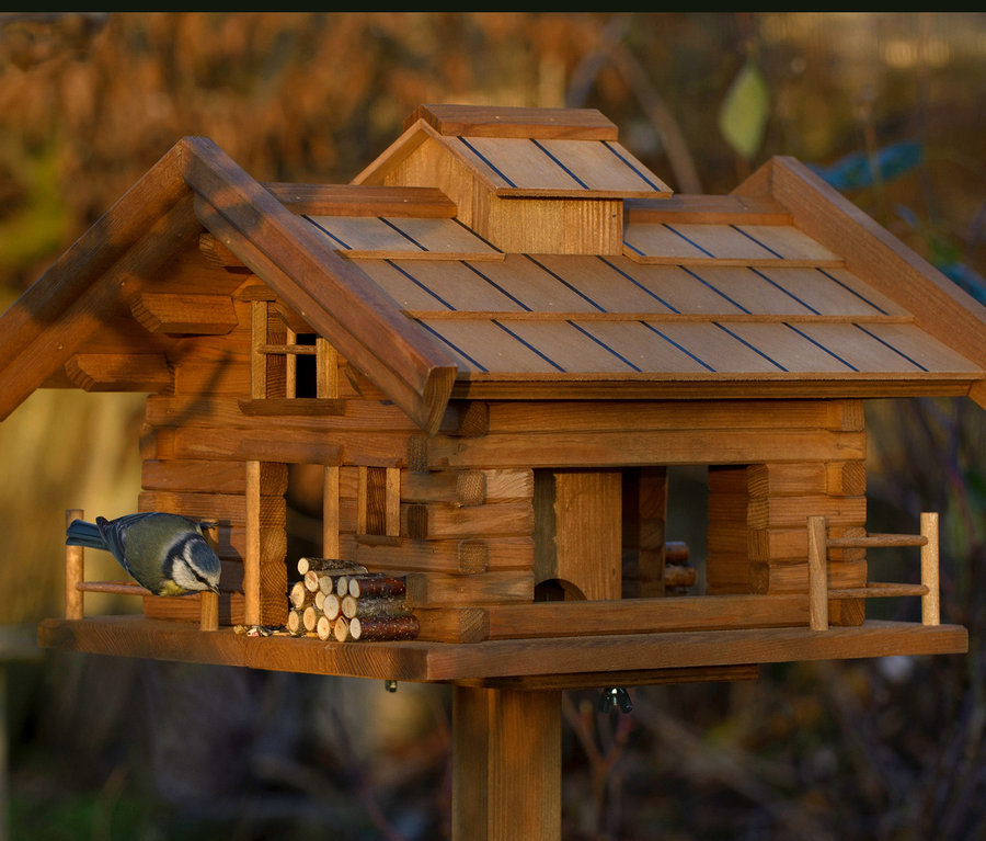 Blaumeise sitzt auf dem Vogelfutterhaus »Tirol«.