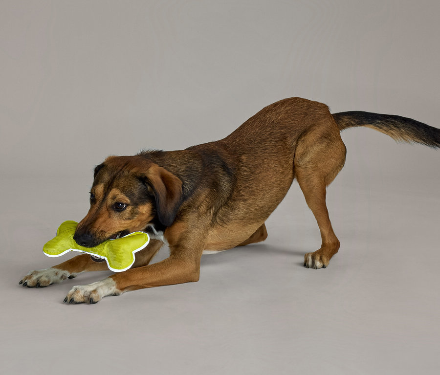 Ein brauner Hund in spielerischer Haltung, mit ausgestreckten Vorderpfoten und gesenktem Körper, hält ein lindgrünes, knochenförmiges Spielzeug im Maul.