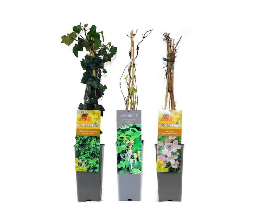 Drei Schlingpflanzen-Setzlinge in Töpfen. Der erste Setzling ist Efeu, der zweite hat grüne Blätter und der dritte ist trocken. Schlingpflanzen-Mix "Bienenfreunde".