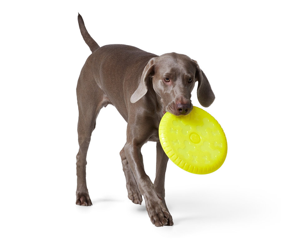 Ein grauer Weimaraner trägt eine gelbe Hunde-Wurfscheibe im Maul.