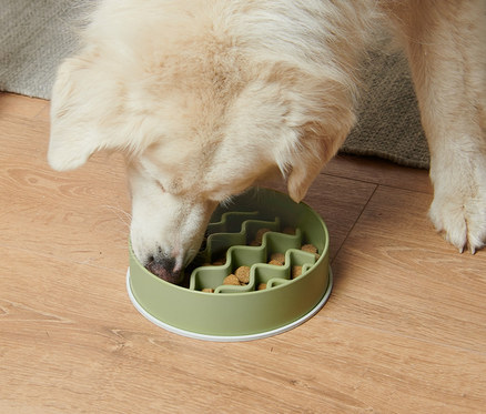 Hund frisst aus Antischlingnapf.