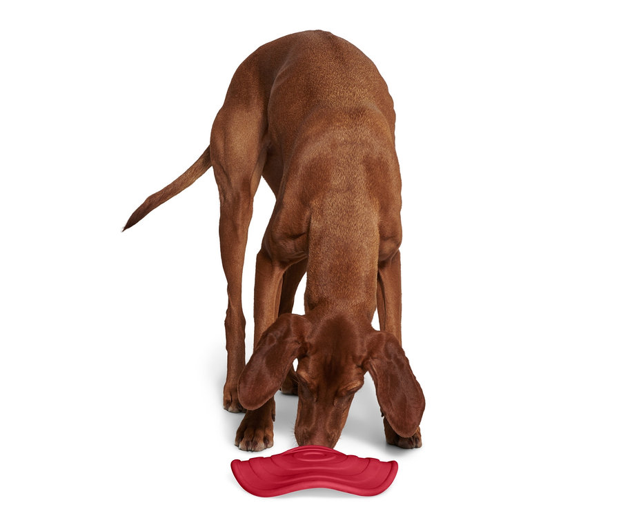 Hund schnüffelt an Hunde-Wurfscheibe.