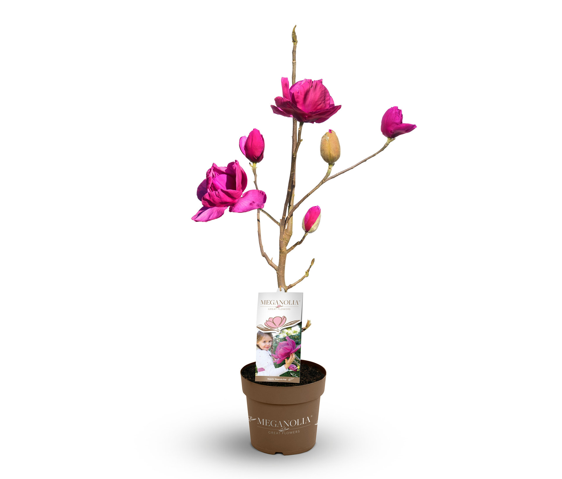 Magnolie »Longblomma« - rosa - rosa