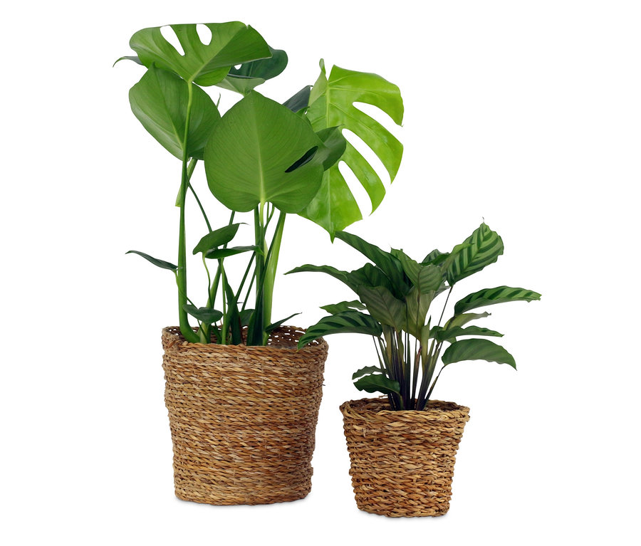 Zwei Zimmerpflanzen in geflochtenen Töpfen: eine »Monstera Deliciosa« und eine »Calathea Leopardina«.