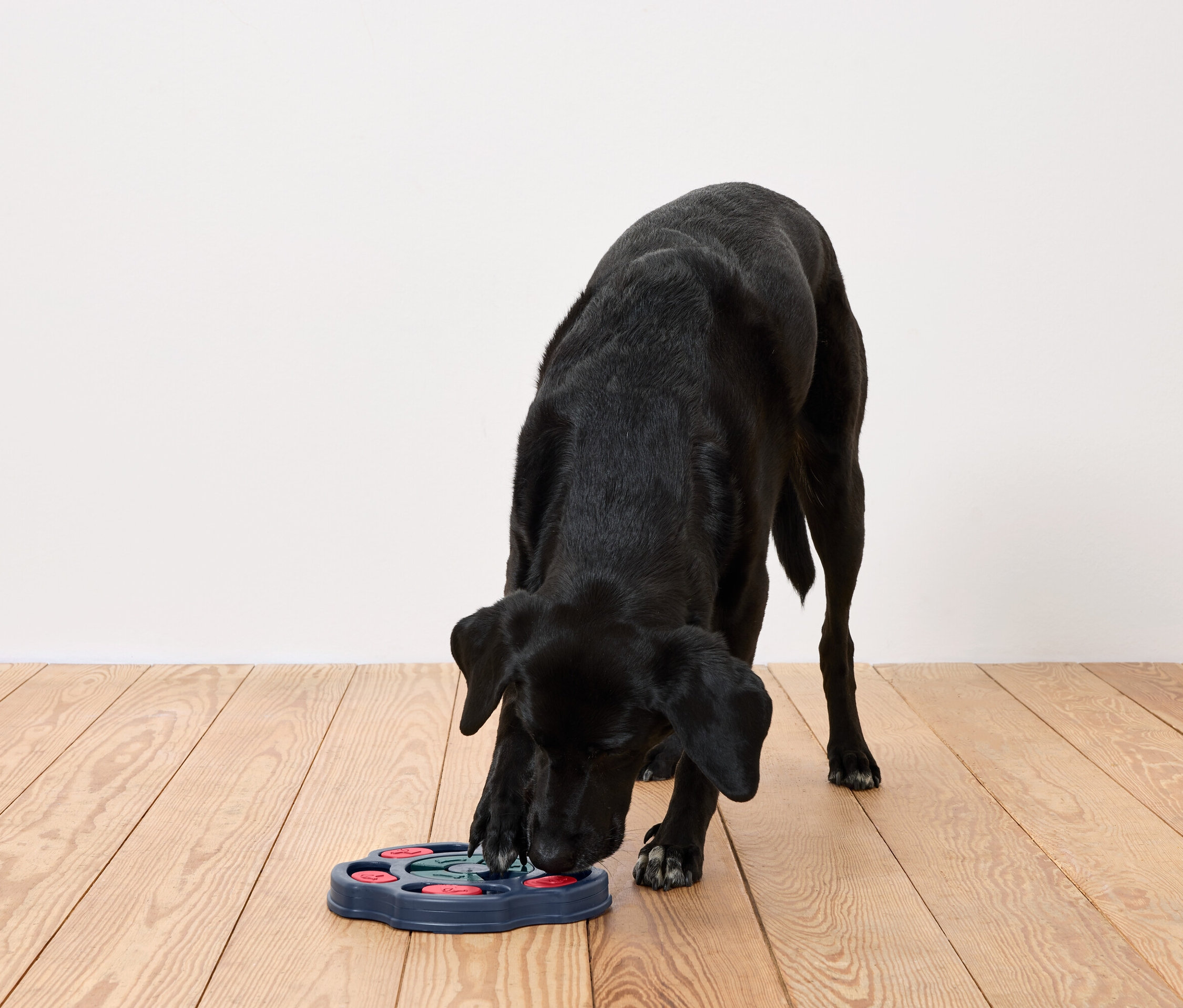 Schwarzer Hund versucht, an Futter in interaktivem Hundespielzeug zu gelangen.