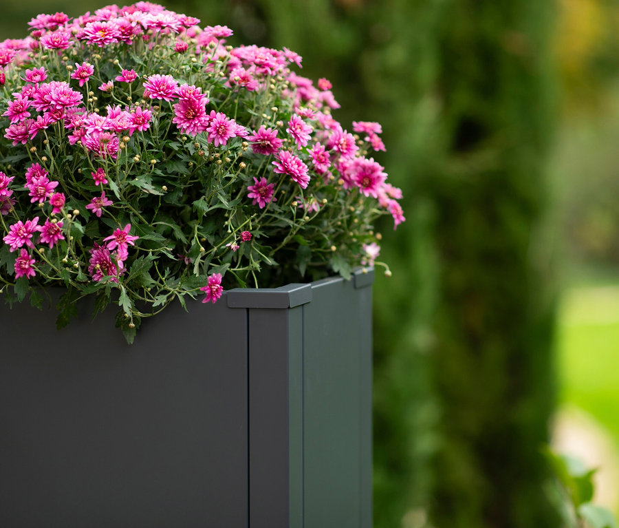 Anthrazitfarbener Pflanzkasten mit Einlegeboden, gefüllt mit leuchtend rosa Blüten vor unscharfem Grün.